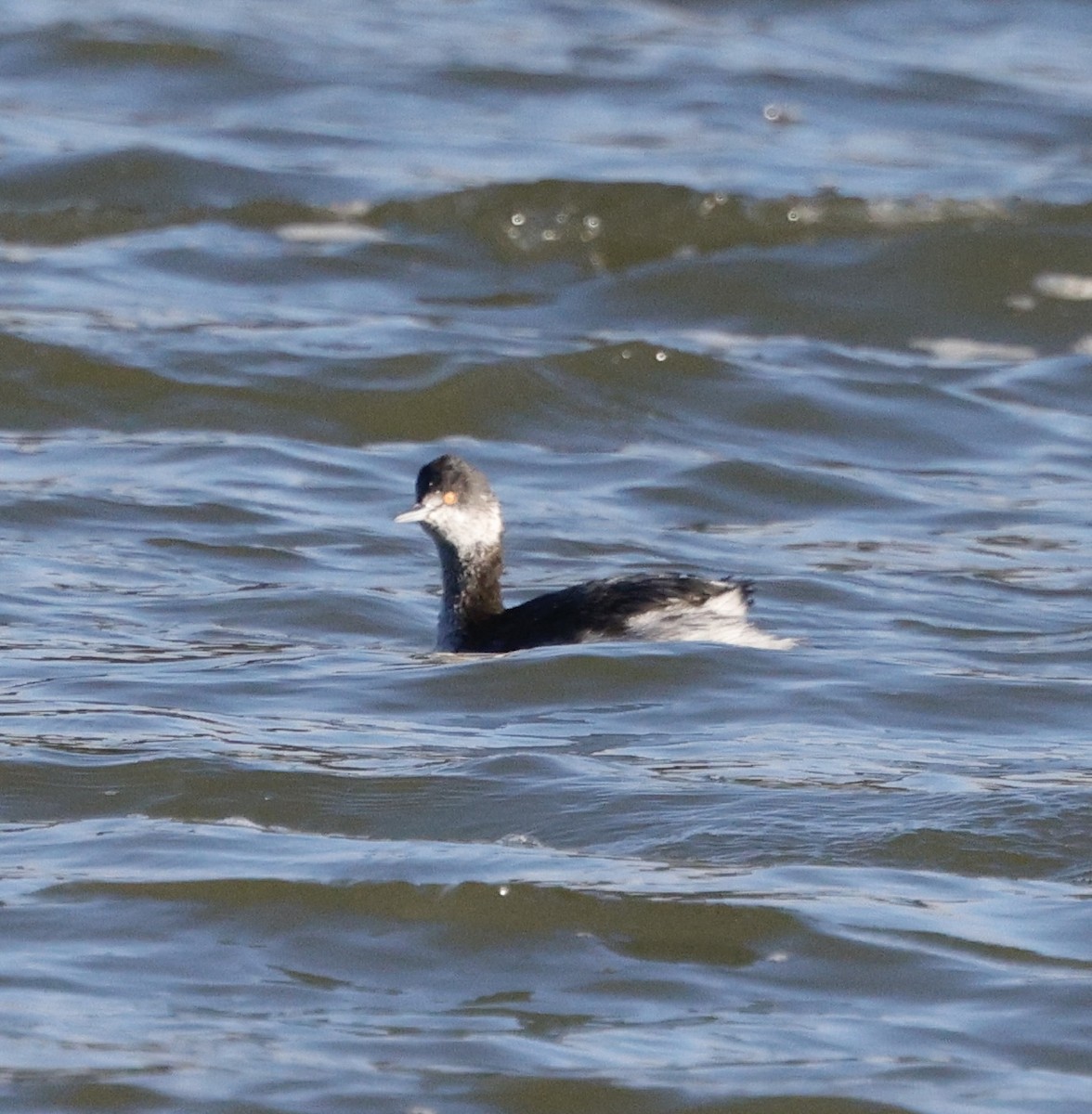 ハジロカイツブリ - ML646823800