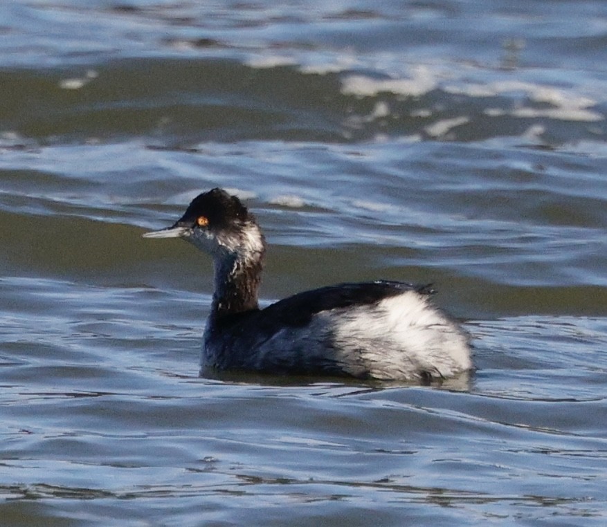 ハジロカイツブリ - ML646823801