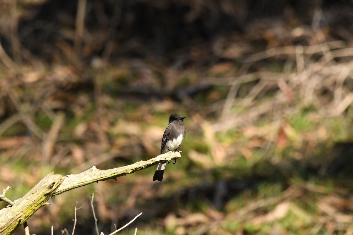 クロツキヒメハエトリ（nigricans グループ） - ML646823802