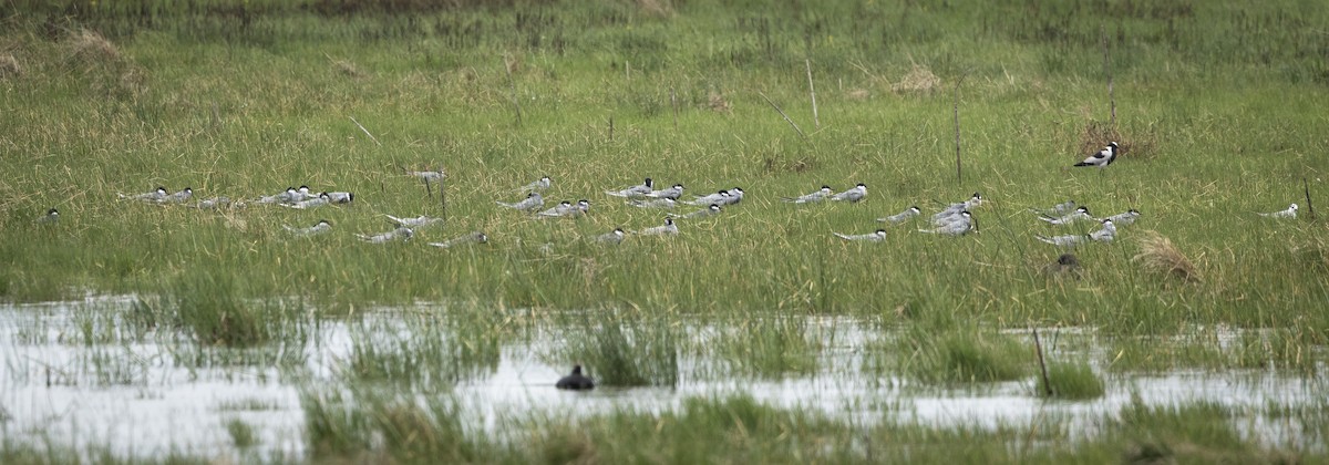 クロハラアジサシ - ML646823803