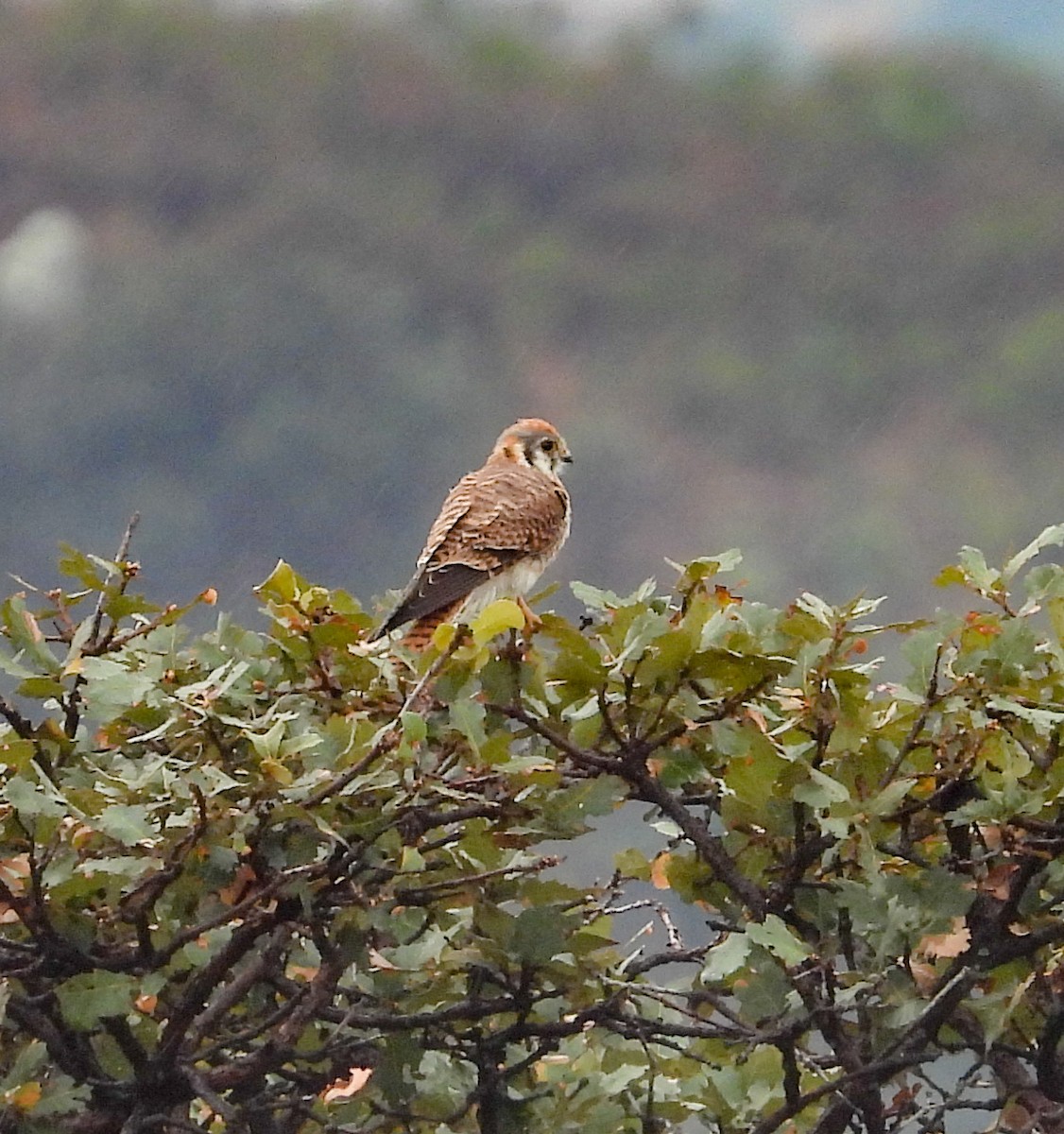 アメリカチョウゲンボウ - ML646823804