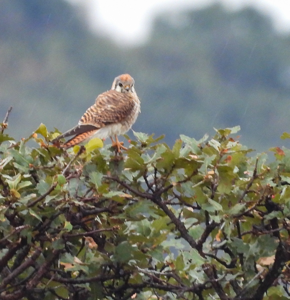 アメリカチョウゲンボウ - ML646823805