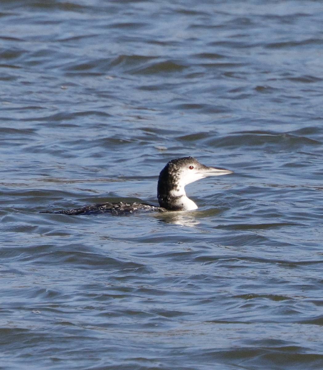 ハシグロアビ - ML646823809