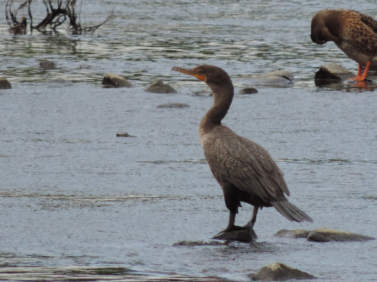 Cormorán Orejudo - ML64682381