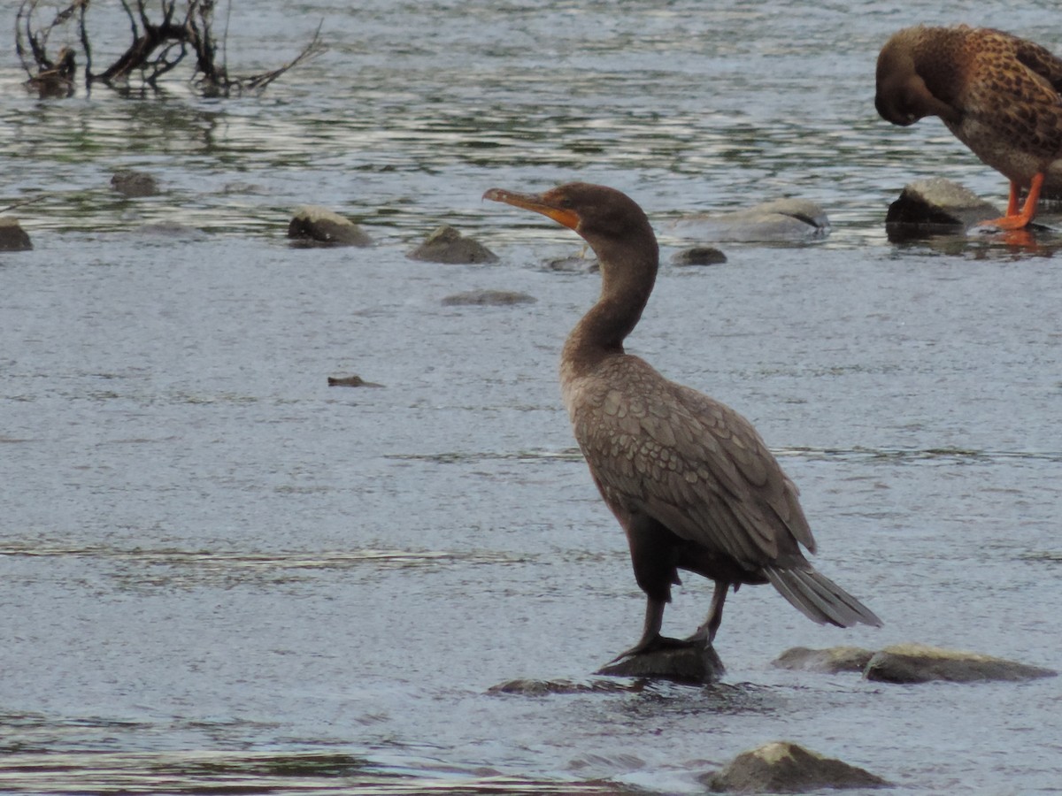 Double-crested Cormorant - ML64682381