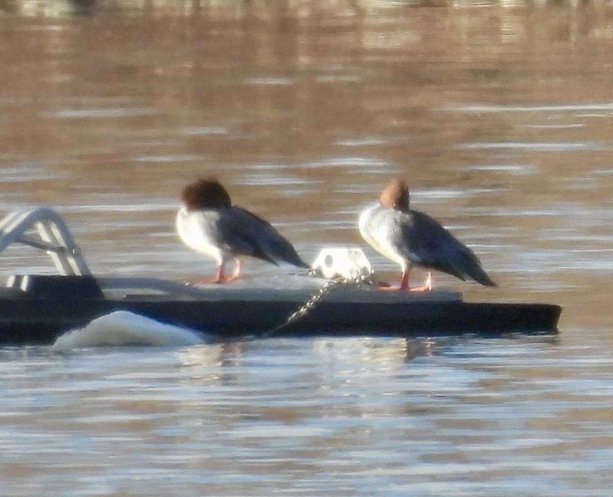 カワアイサ - ML646823813