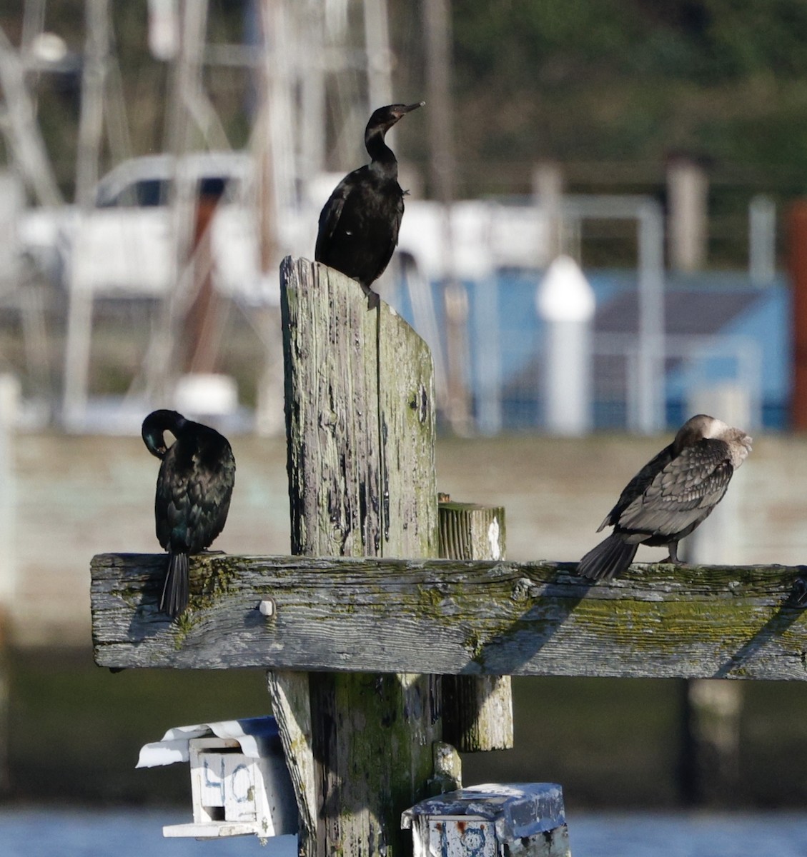 ヒメウ - ML646823815