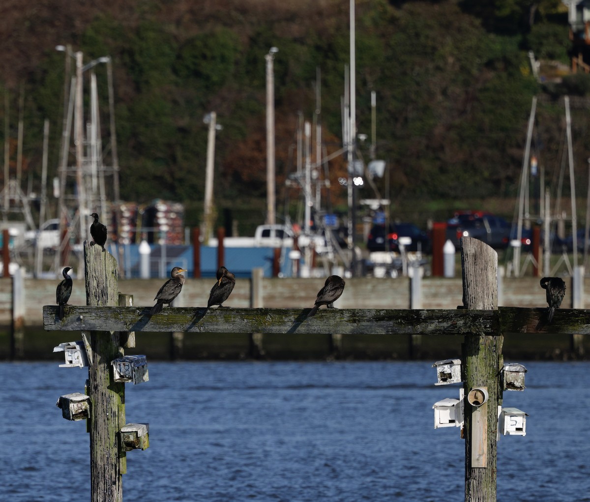 ヒメウ - ML646823816