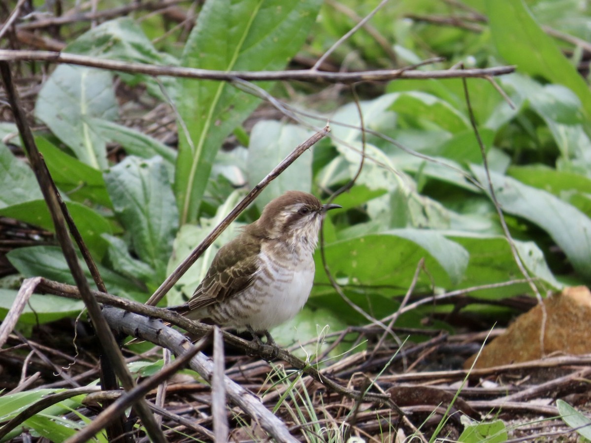 マミジロテリカッコウ - ML646823817