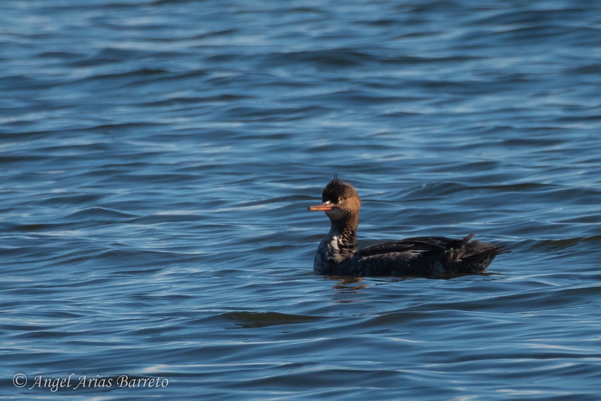 ウミアイサ - ML646823818