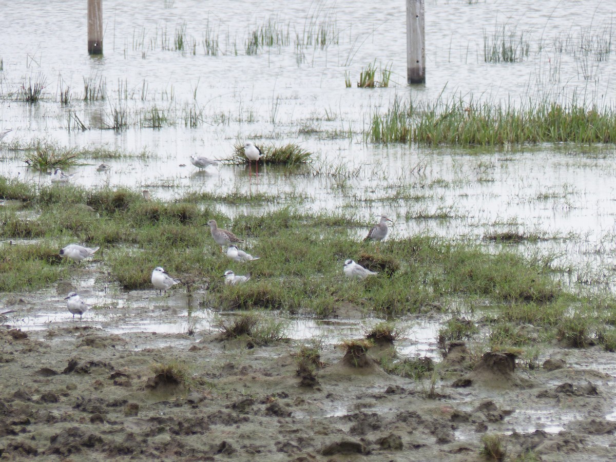 エリマキシギ - ML646823819