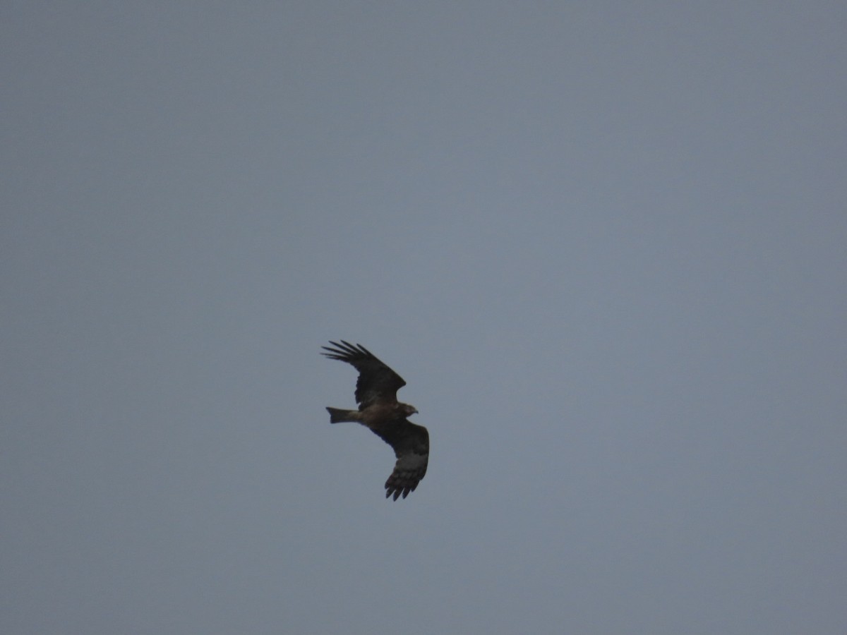 シラガトビ - ML646823820