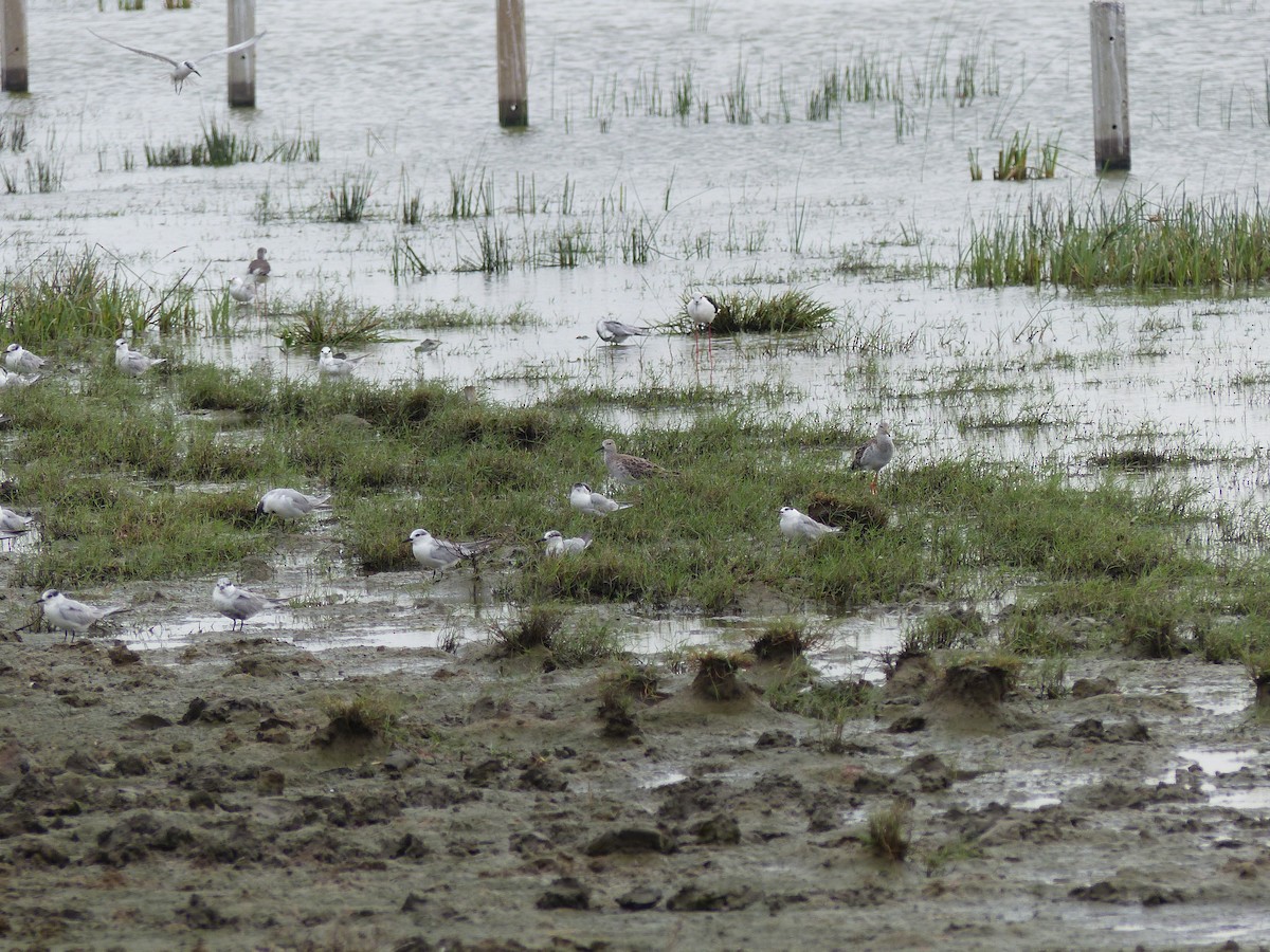 エリマキシギ - ML646823821