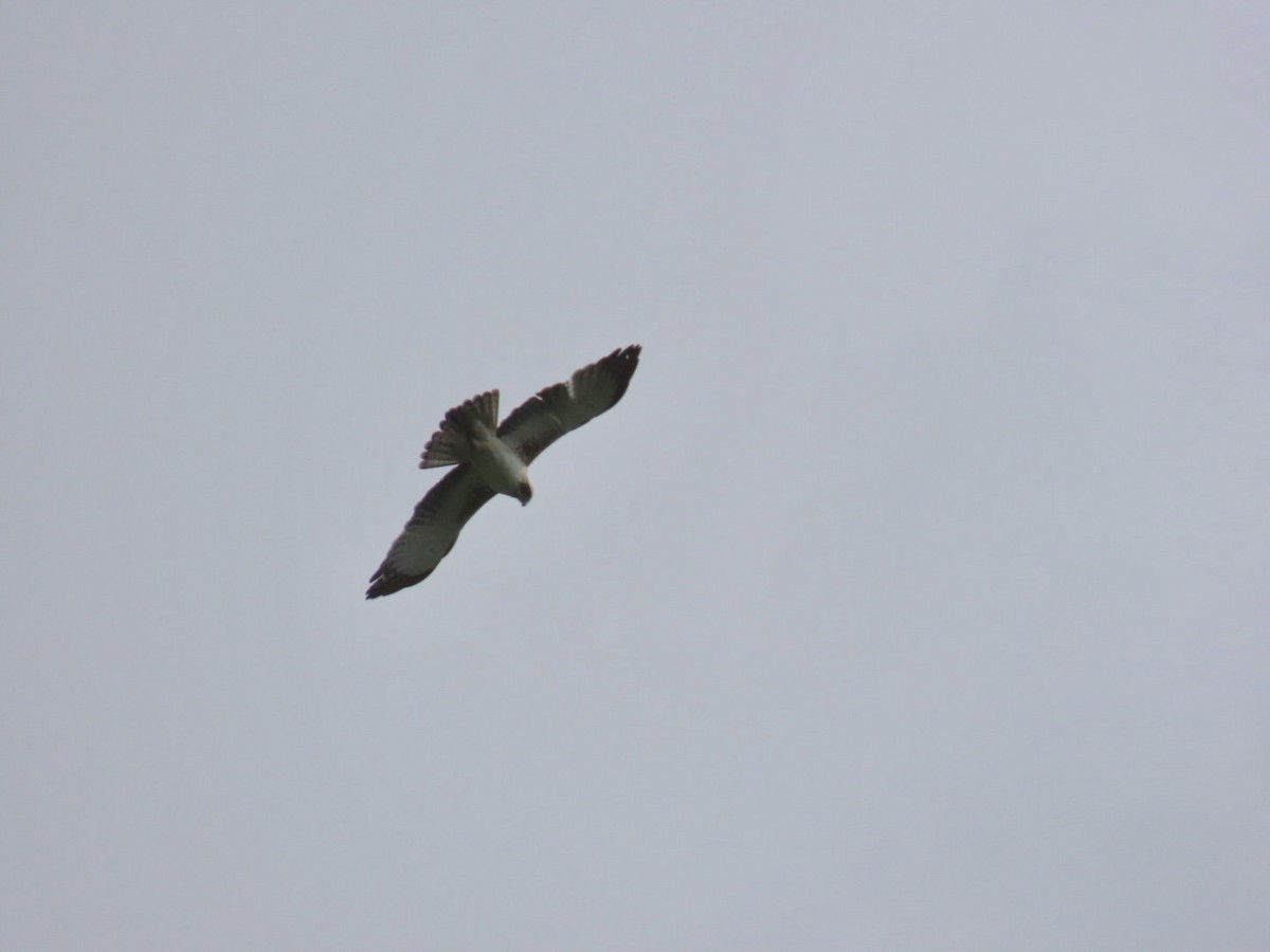 アカヒメクマタカ - ML646823822