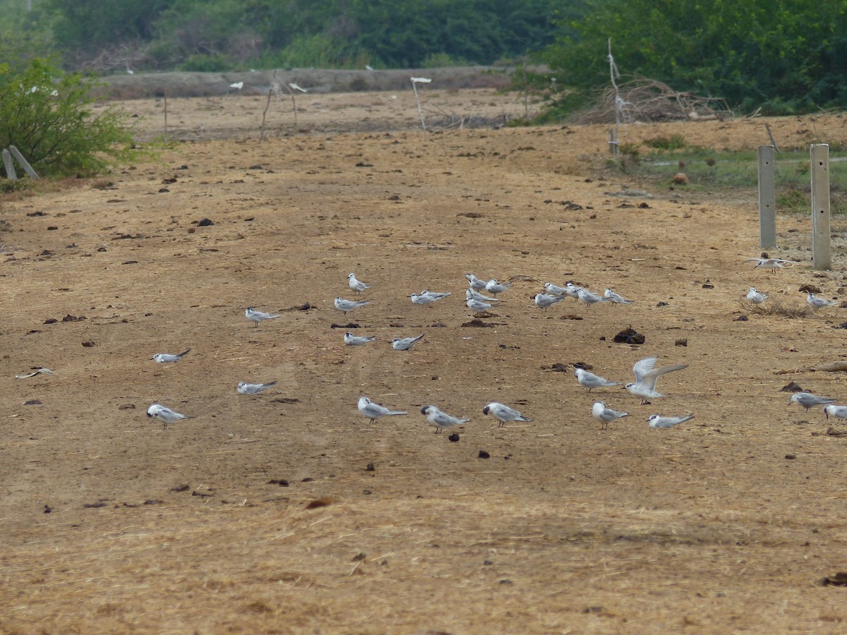 Guifette moustac - ML646823825