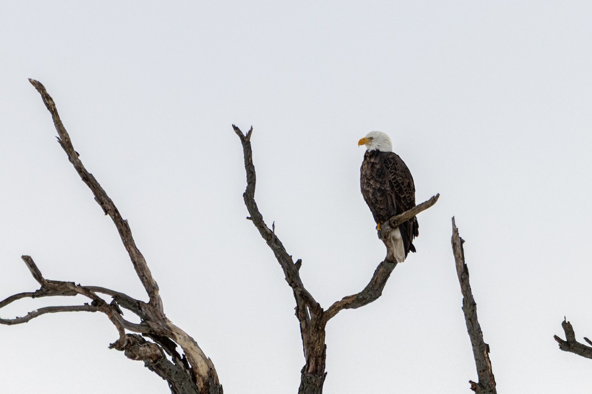 Bald Eagle - ML646823826