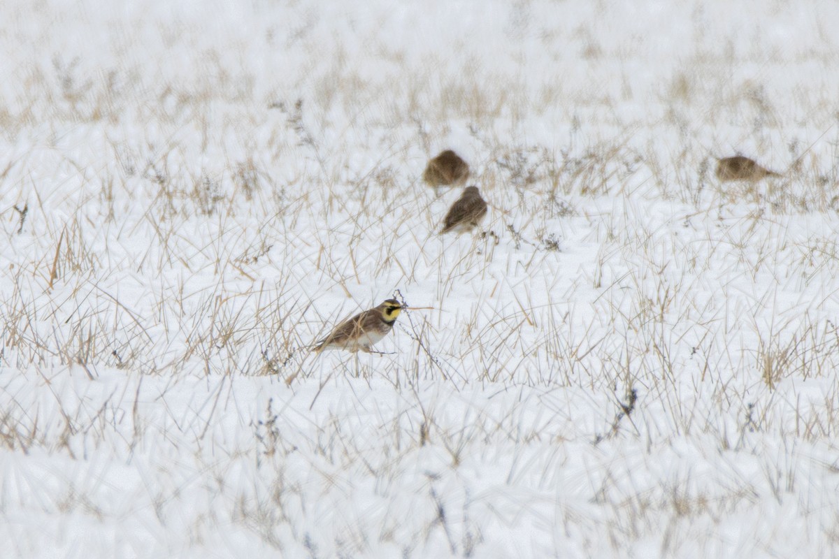 Horned Lark - ML646823830