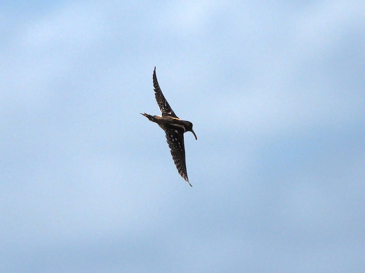 Rhynchée de Saint-Hilaire - ML646823832