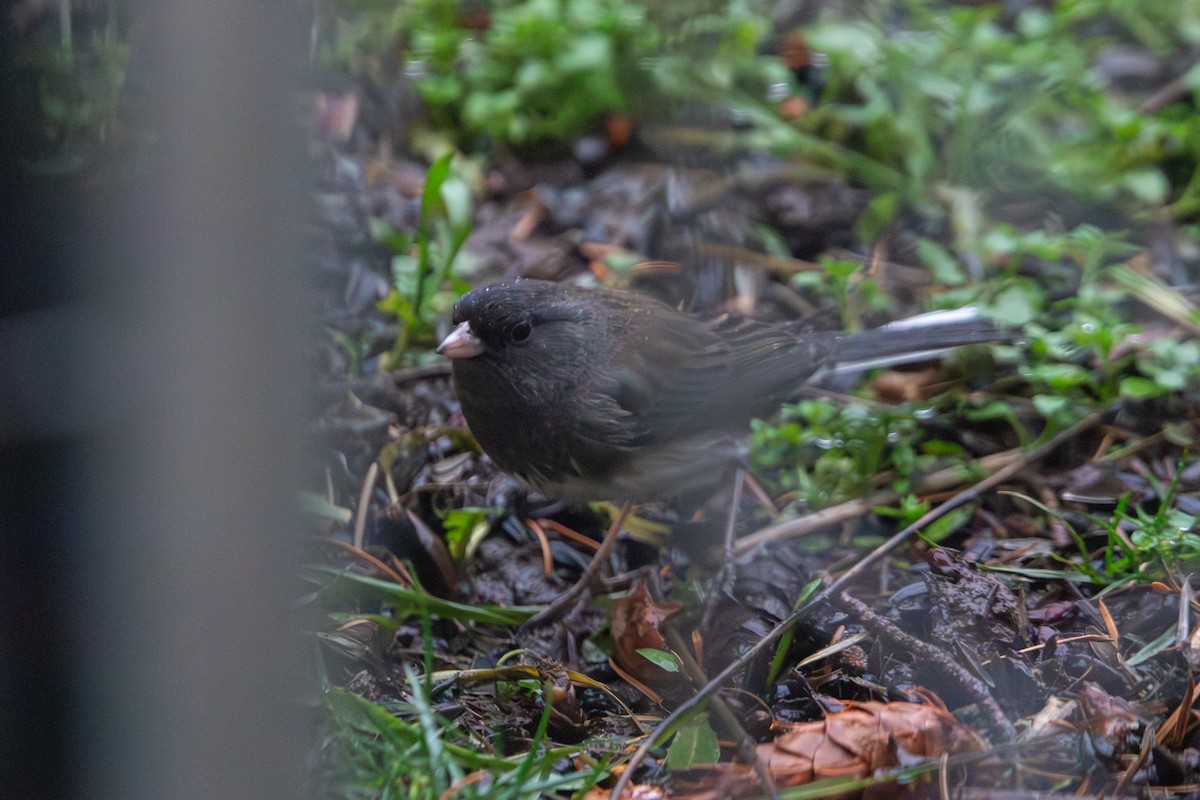 Dark-eyed Junco (cismontanus) - ML646823833