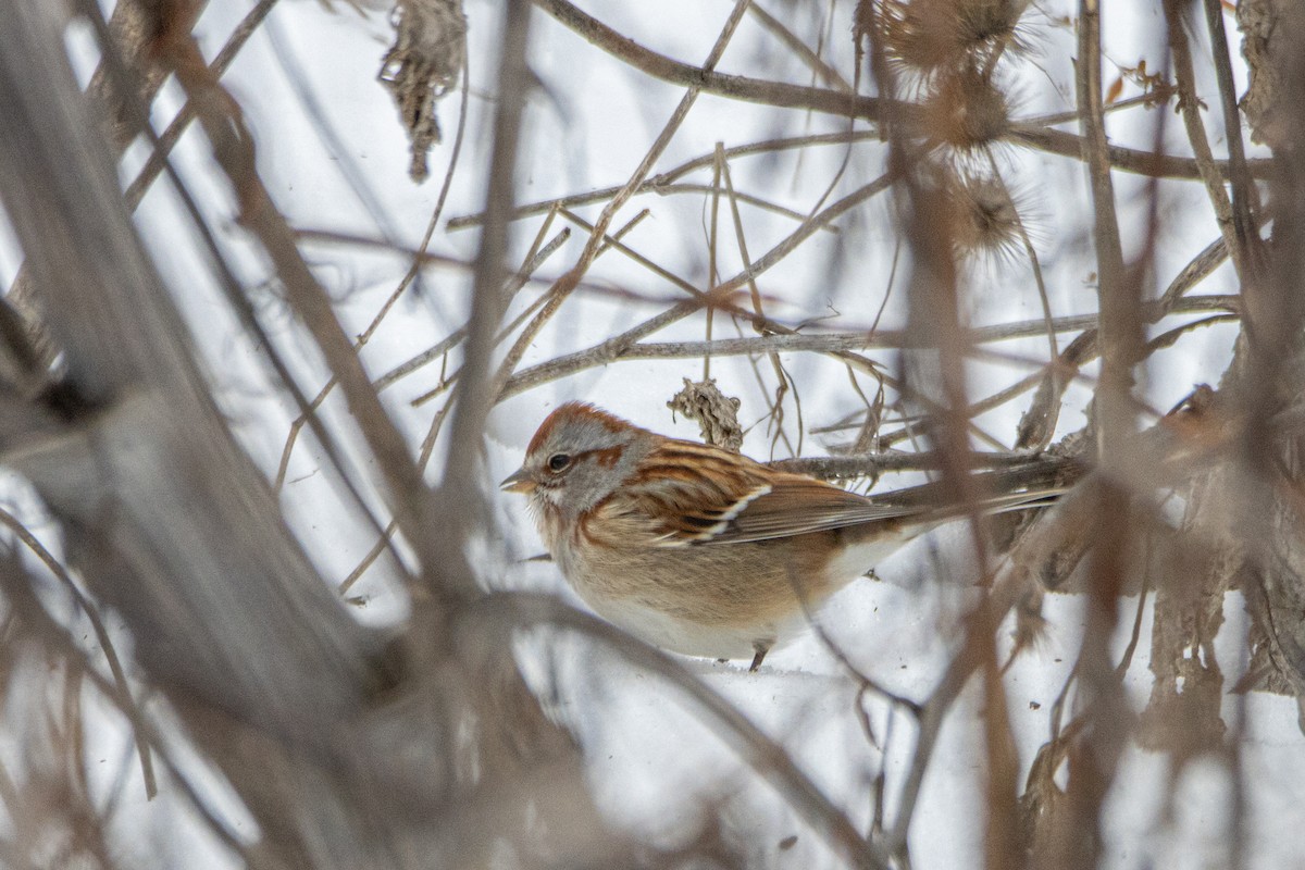 American Tree Sparrow - ML646823834