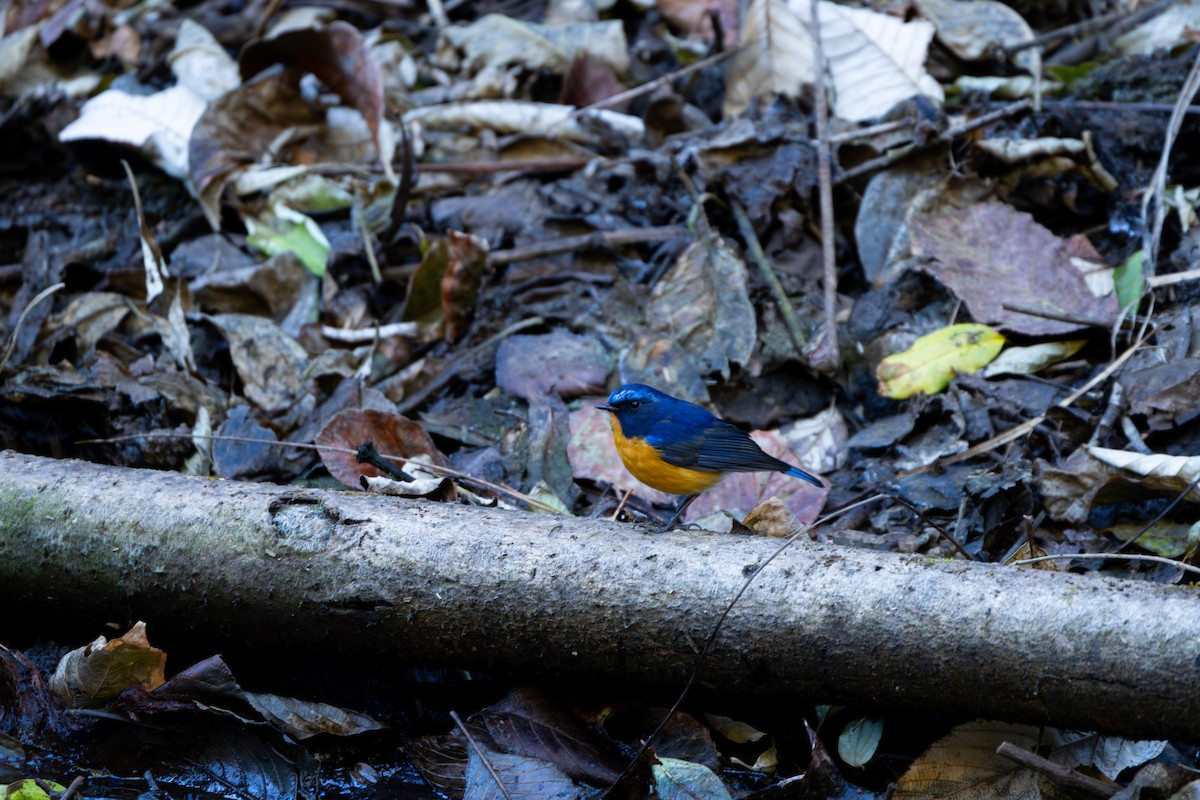 Rufous-breasted Bush-Robin - ML646823835