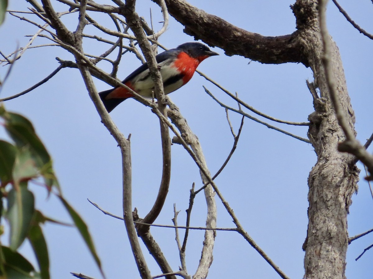 Mistletoebird - ML646823836
