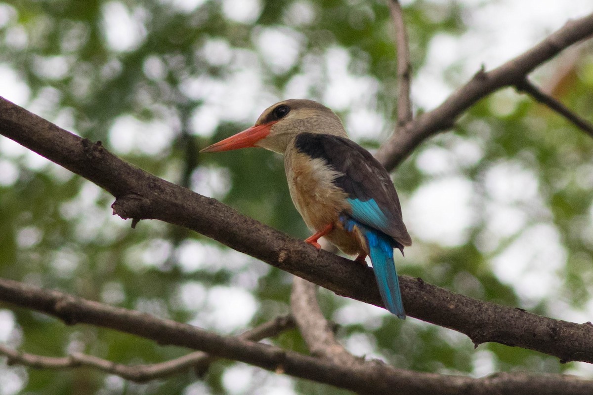 Alción Cabeciblanco - ML646823838