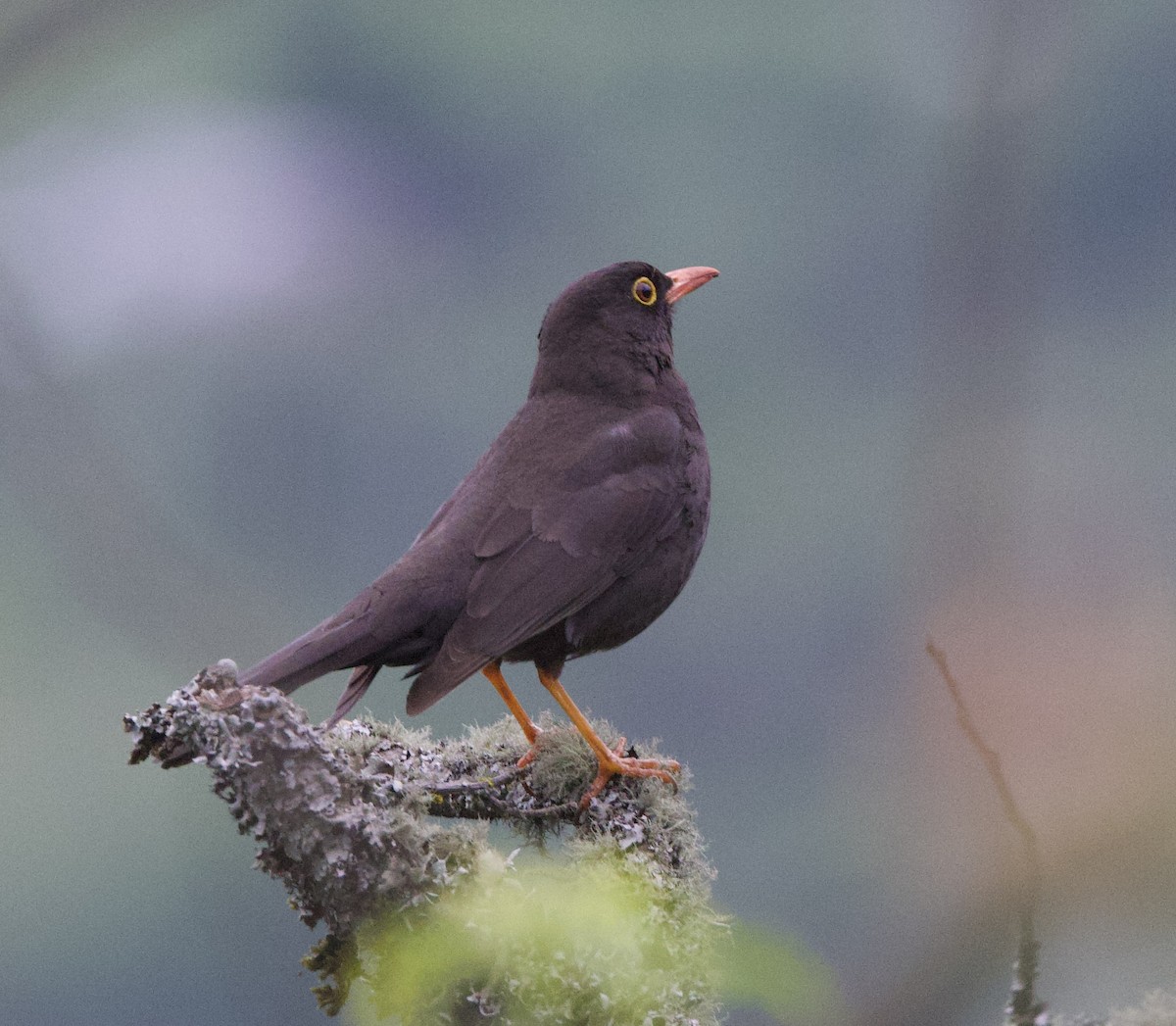 Chiguanco Thrush - ML646823842