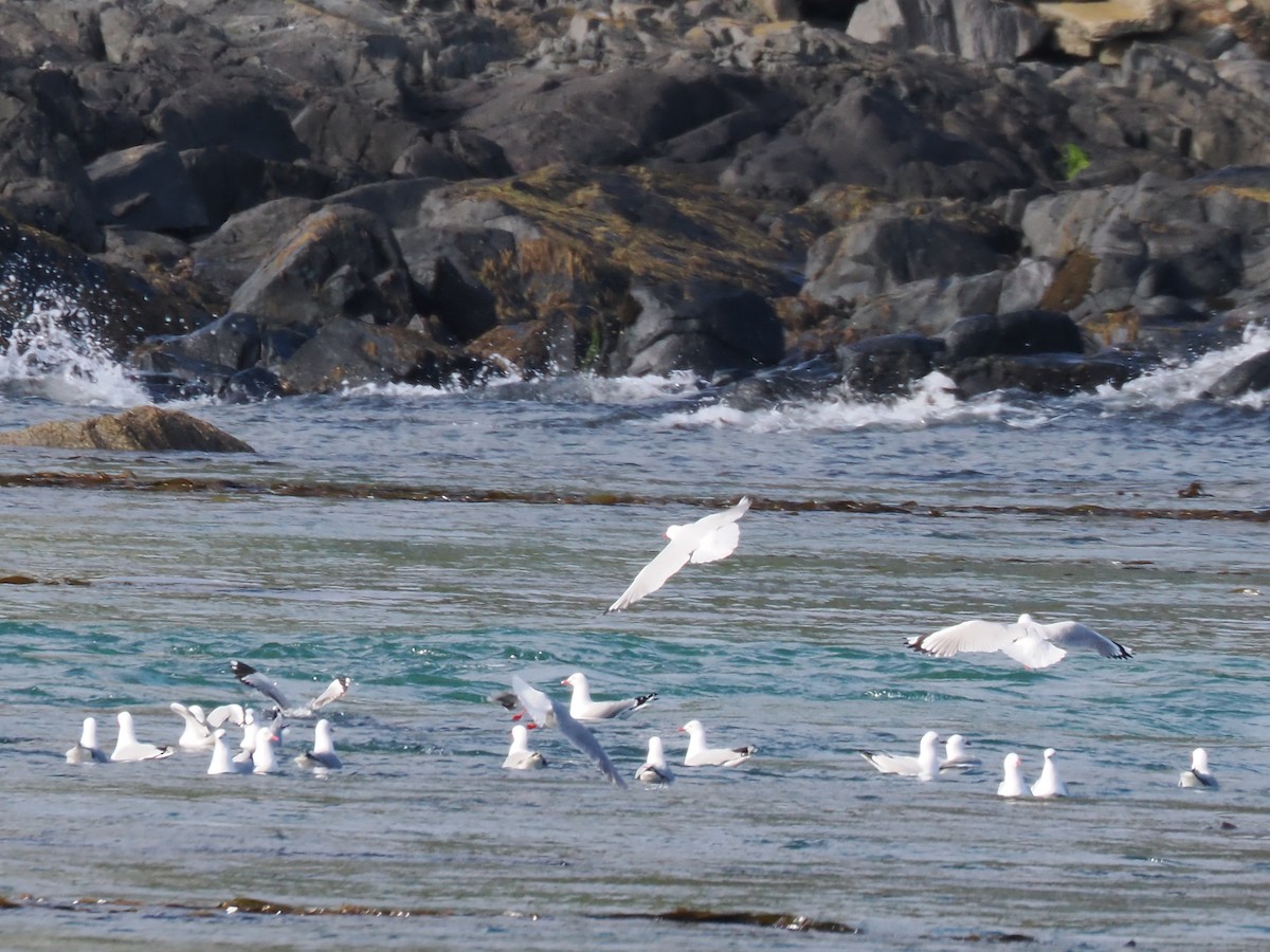 Silver Gull (Red-billed) - ML646823843