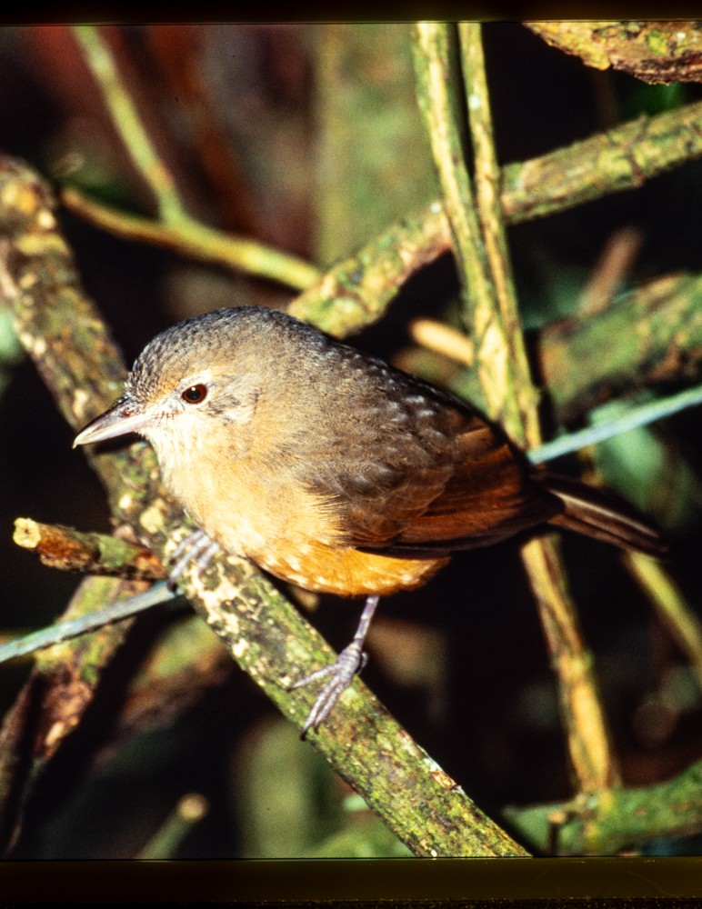 Little Shrikethrush - ML646823844