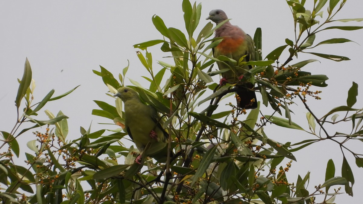 Pink-necked Green-Pigeon - ML646823845