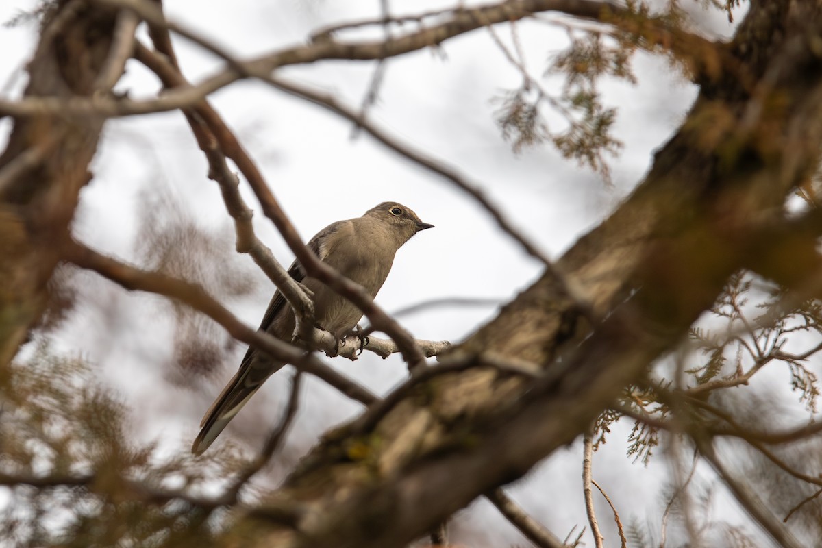 Townsend's Solitaire - ML646823846