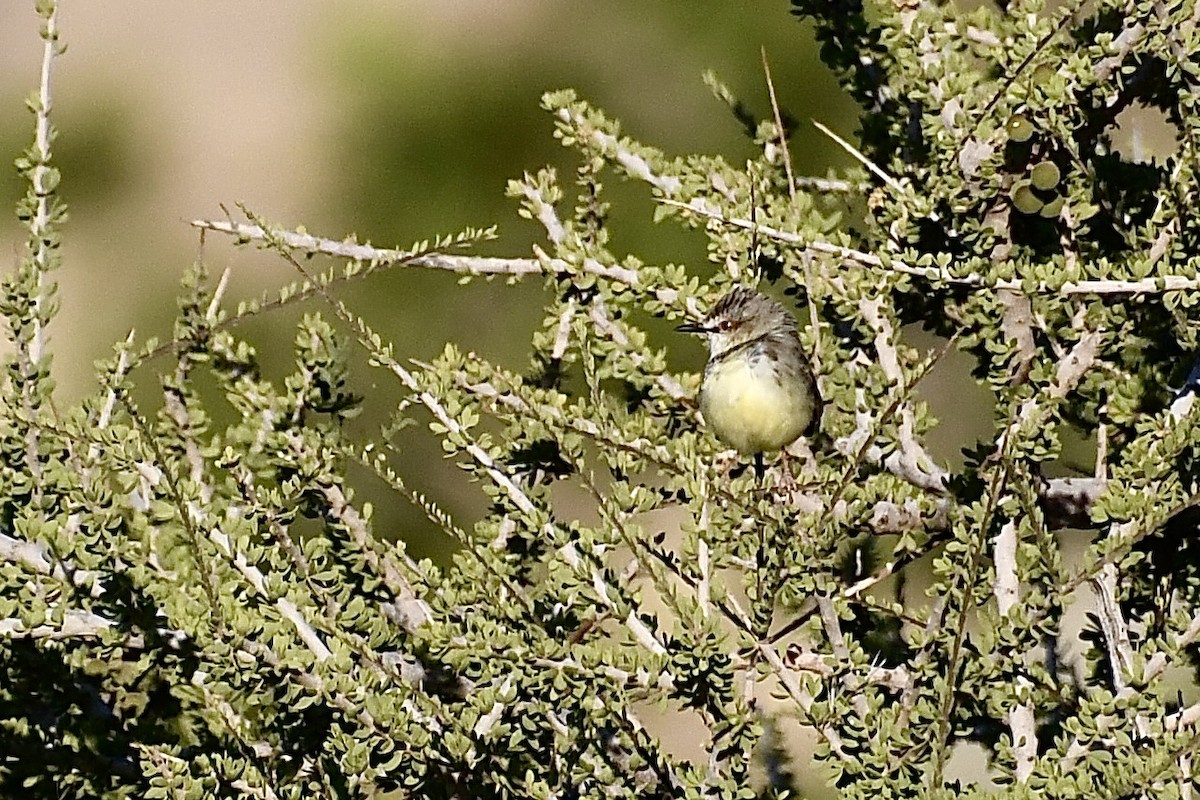 Prinia à plastron - ML646823847