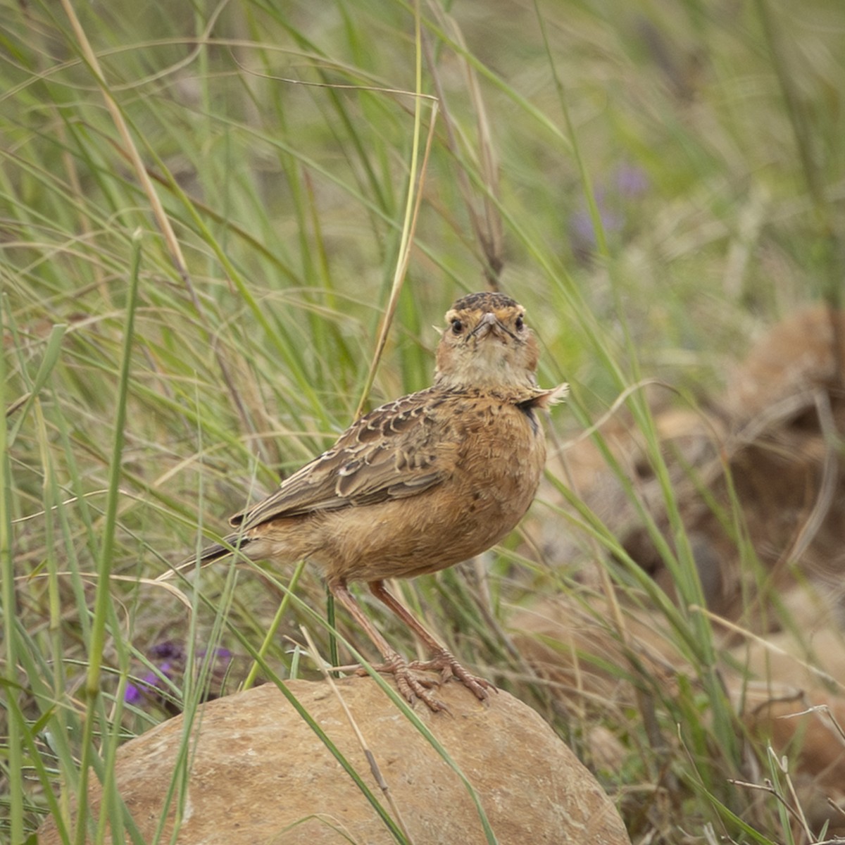 Spike-heeled Lark - ML646823848