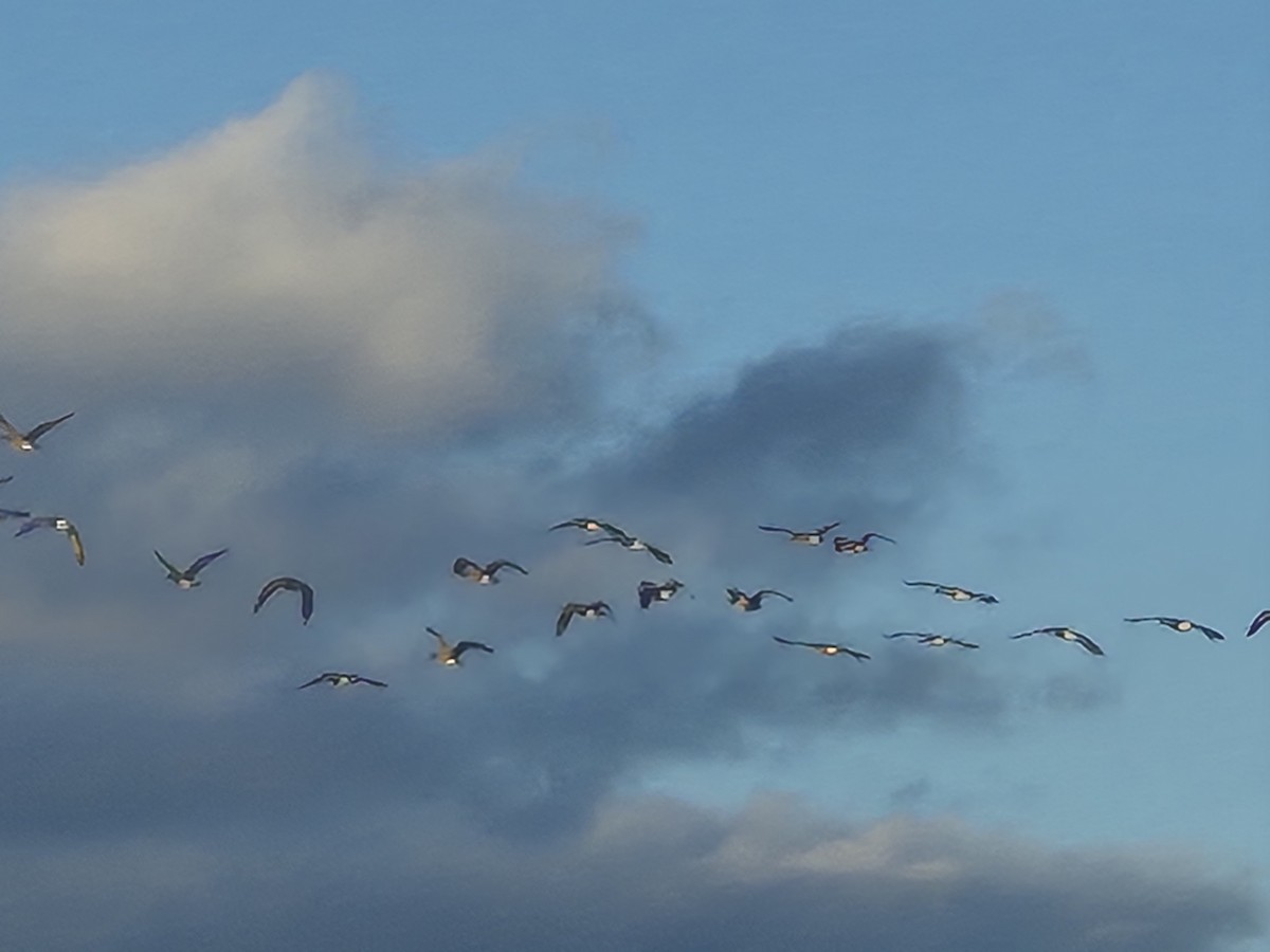 Canada Goose - ML646823857