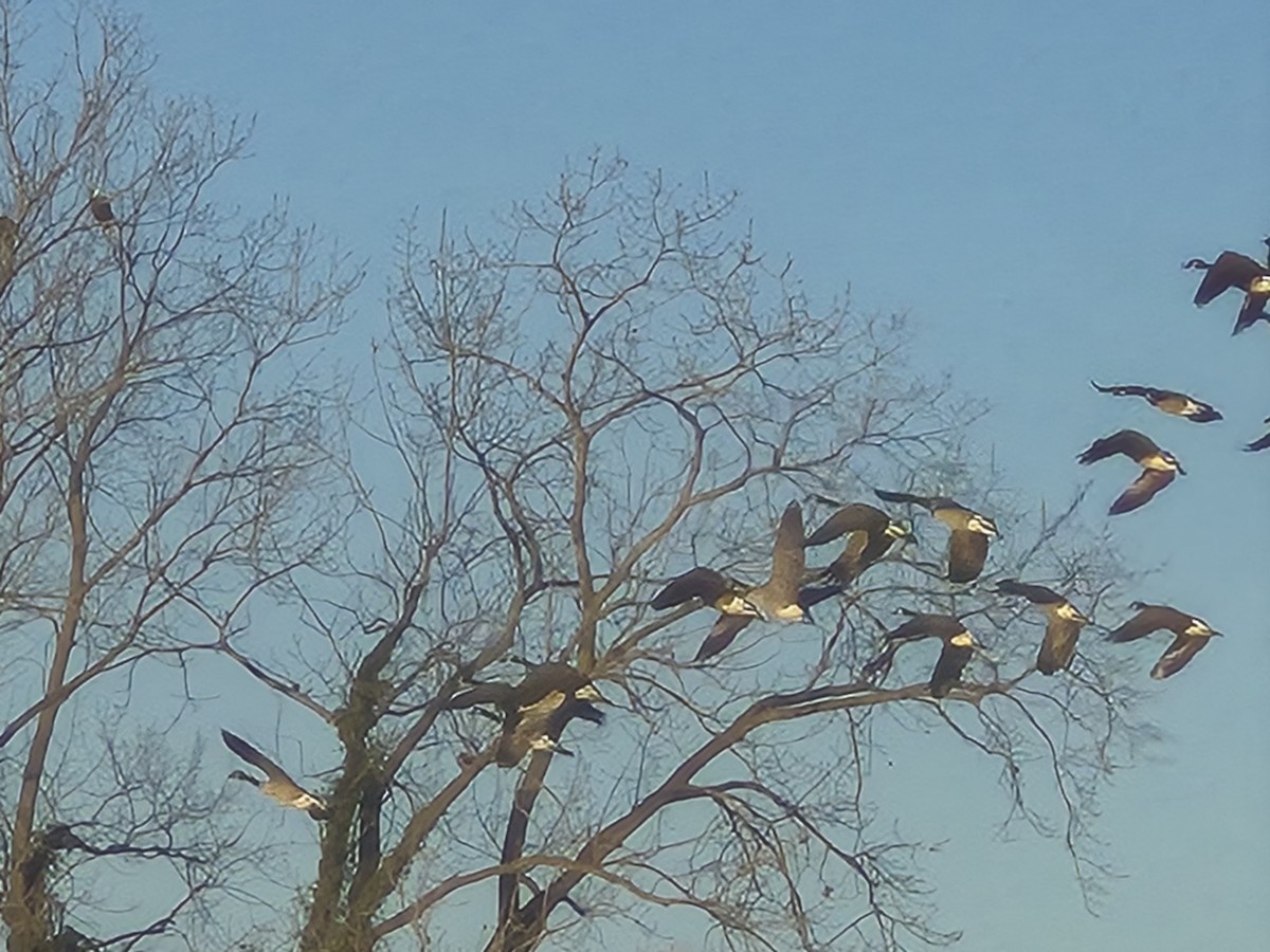 Canada Goose - ML646823858