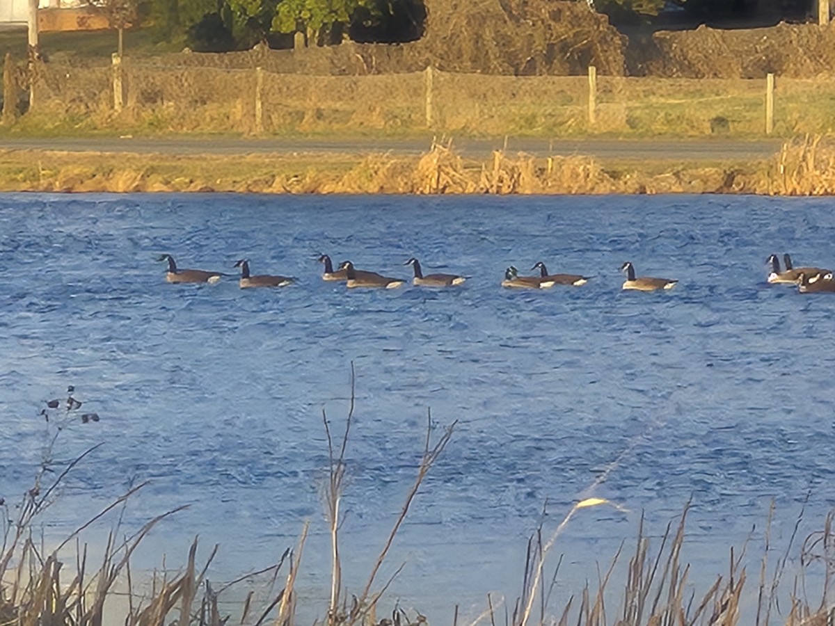 Canada Goose - ML646823859