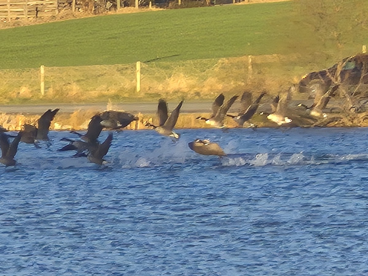 Canada Goose - ML646823860