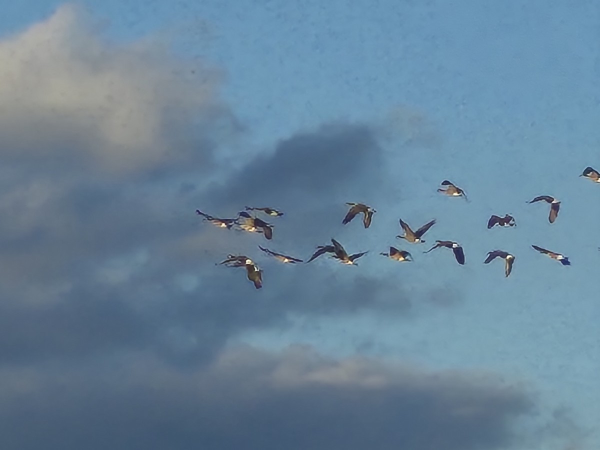 Canada Goose - ML646823861