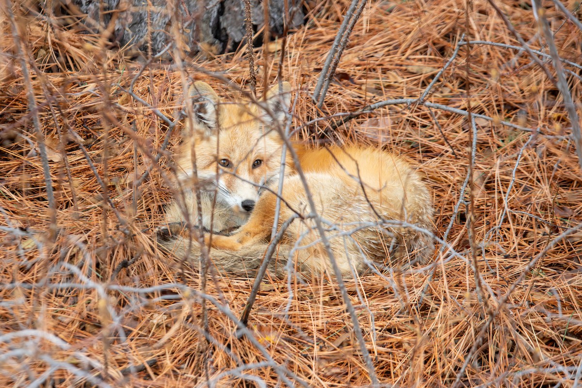 Red Fox - ML646823869