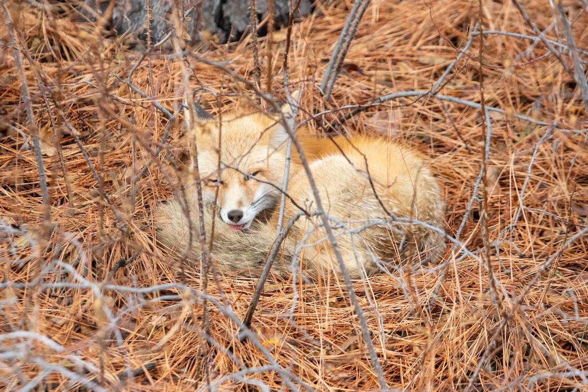 Red Fox - ML646823870