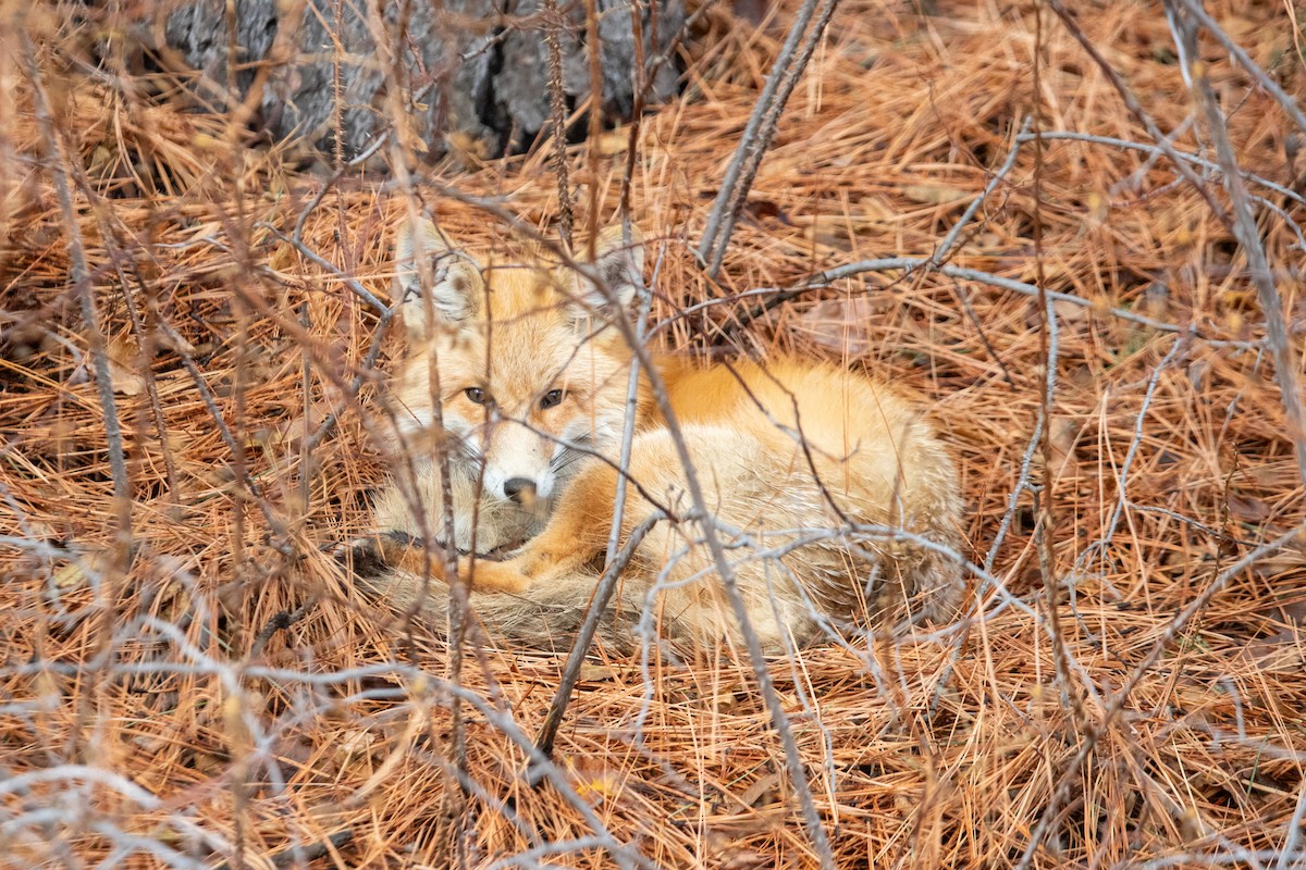 Red Fox - ML646823871