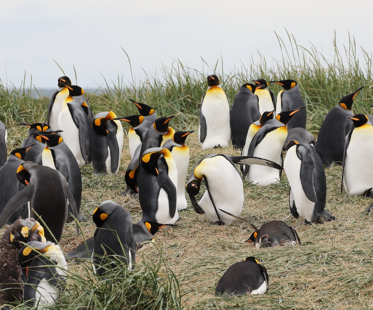 King Penguin - ML646823872