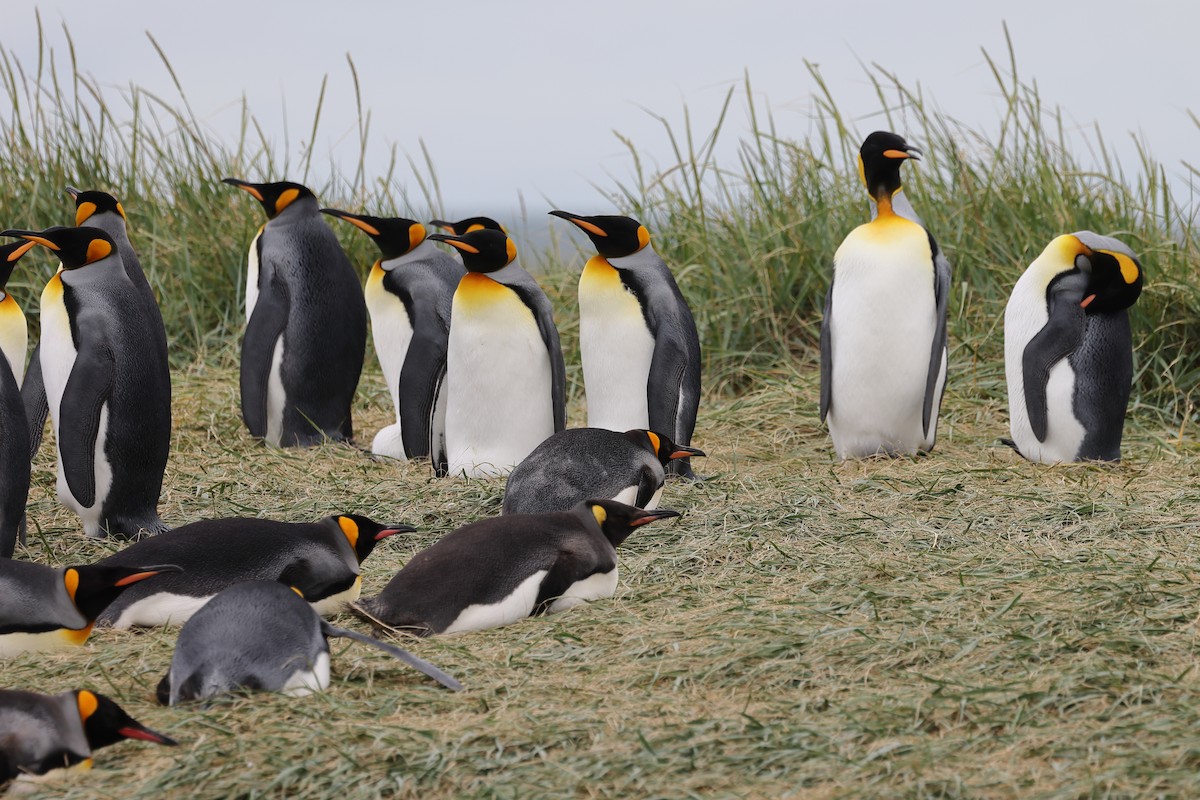 King Penguin - ML646823882