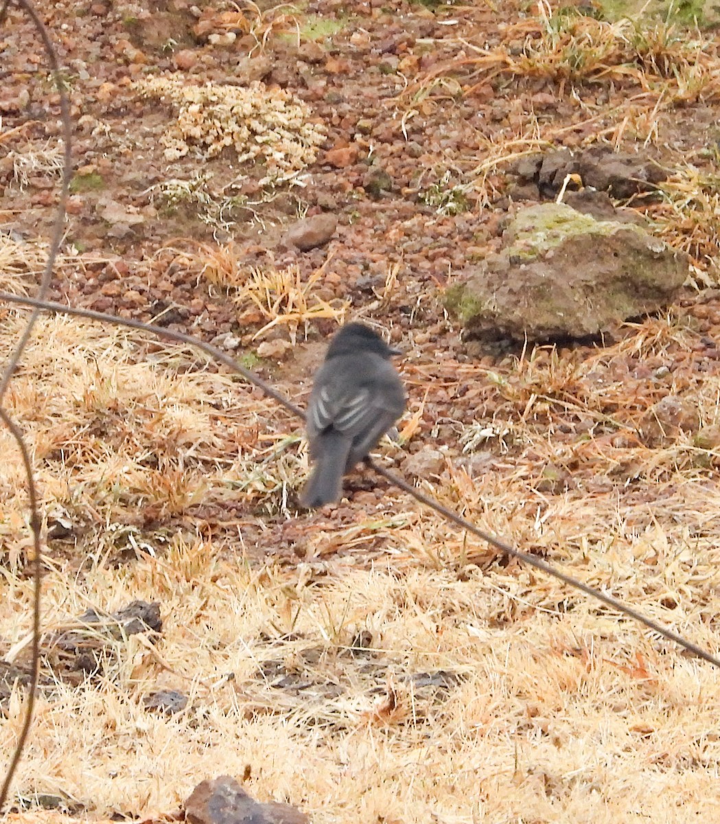 Black Phoebe - ML646823884