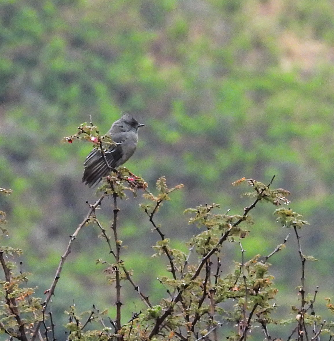Black Phoebe - ML646823885