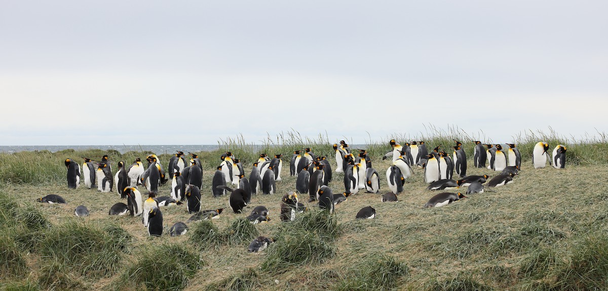 King Penguin - ML646823886