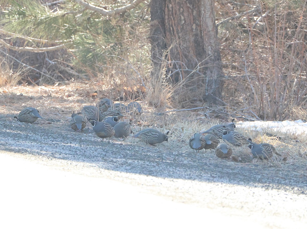 California Quail - ML646823890