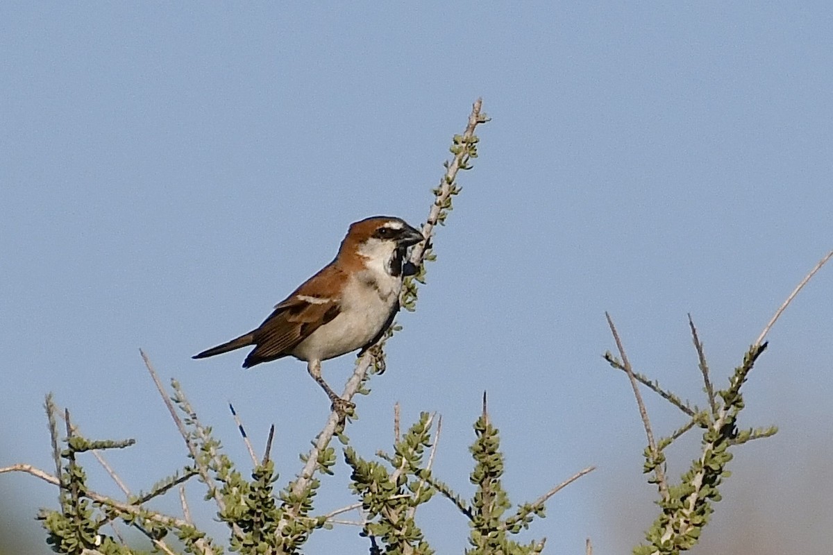 オオスズメ - ML646823891