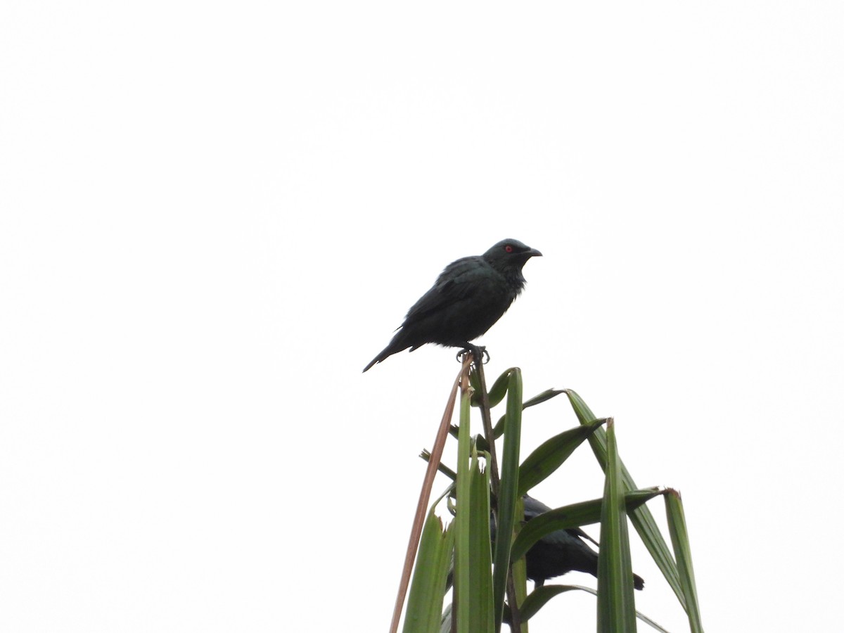 Asian Glossy Starling - ML646823892